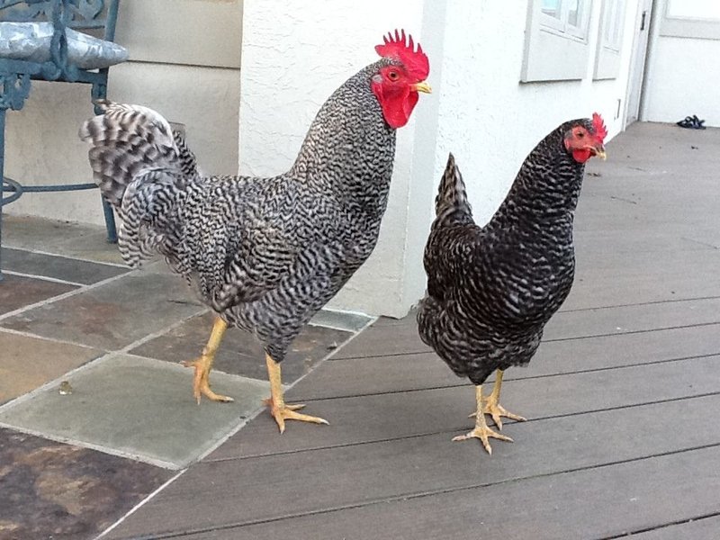 Ontdek de spanning van Chicken Road, een online gokspel in Nederland, chicken road